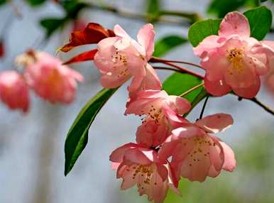 海棠花长叶不开花，海棠花什么时候开花？