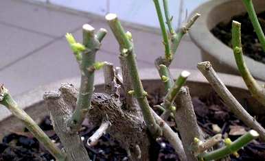 茉莉花开后如何修剪，茉莉花开后如何修剪视频