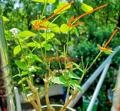 茉莉花开后如何修剪，茉莉花开后如何修剪视频