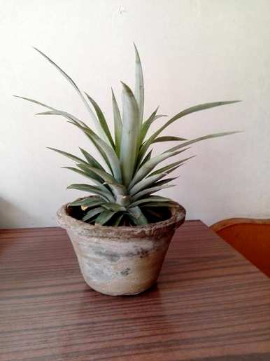 菠萝苗盆栽带果，菠萝盆栽怎么养？