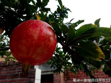 红石榴花的养殖方法，如何养殖石榴花？