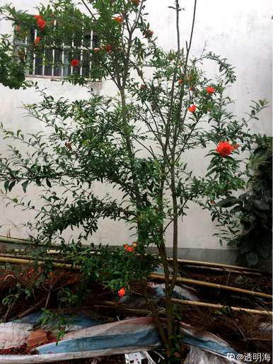 红石榴花的养殖方法，如何养殖石榴花？