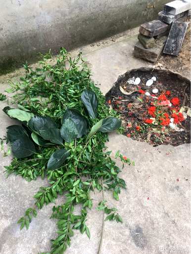 红石榴花的养殖方法，如何养殖石榴花？
