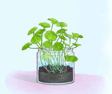 金鱼缸养铜钱草，铜钱草怎么养？