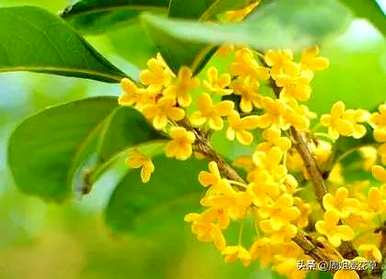 家养桂花的象征和意义是什么？桂花的象征意义是什么？