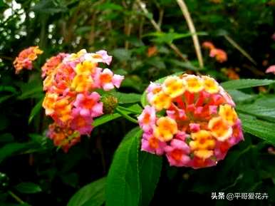 如何种植五色梅，如何种植五色梅种子？