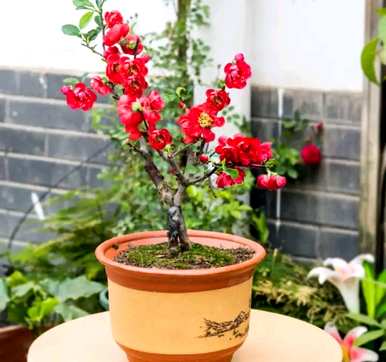 复色海棠开花是单瓣还是重瓣？重瓣海棠什么时候开花？