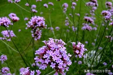 马鞭草什么时候播种最好，马鞭草籽什么季节播种？