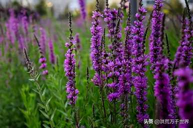 马鞭草什么时候播种最好，马鞭草籽什么季节播种？