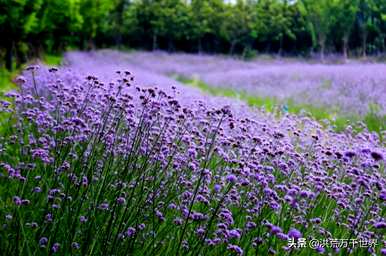 马鞭草什么时候播种最好，马鞭草籽什么季节播种？