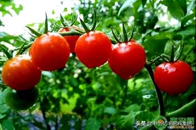 草莓西红柿的种植和产量，如何种植高产量的西红柿