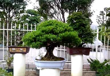 如何保养雀舌黄杨盆景，如何保养雀舌黄杨盆景