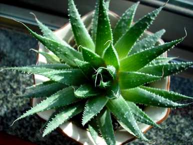 芦荟开花是什么样子的？芦荟开花后还能长吗？