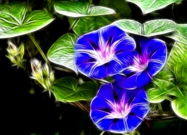 牵牛花牡丹的花语和寓意，牵牛花花语是什么意思？