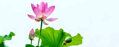 水培莲花的养殖方法是什么？水培莲花能放在鱼缸里吗？