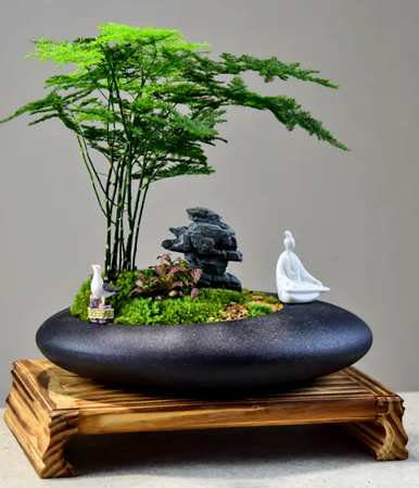 冬天芦笋叶子发黄怎么办？盆栽芦笋叶子发黄怎么救？