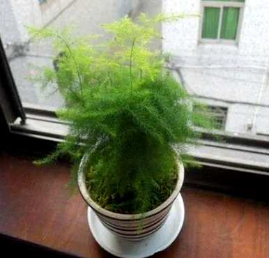 冬天芦笋叶子发黄怎么办？盆栽芦笋叶子发黄怎么救？
