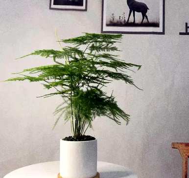 冬天芦笋叶子发黄怎么办？盆栽芦笋叶子发黄怎么救？