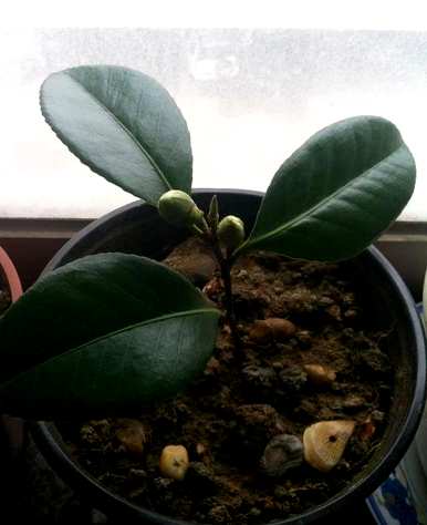茶花扦插有哪些方法？河沙茶花扦插最好的方法是什么？