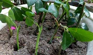 茶花扦插有哪些方法？河沙茶花扦插最好的方法是什么？