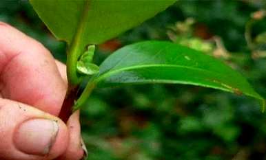茶花扦插有哪些方法？河沙茶花扦插最好的方法是什么？