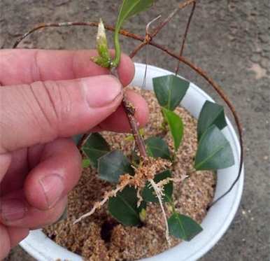茶花扦插有哪些方法？河沙茶花扦插最好的方法是什么？