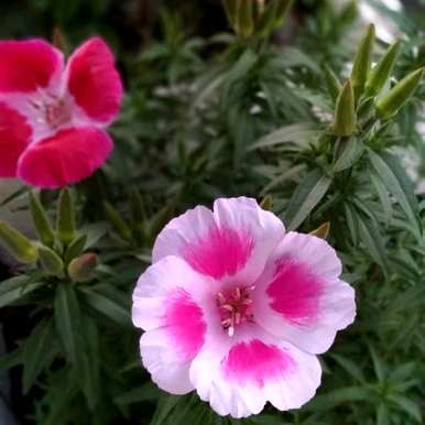 蟹爪兰是草本植物吗？草本植物有哪些种类？