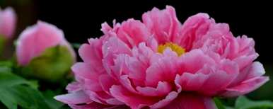 牡丹花怎么种比较好，牡丹花种什么土？