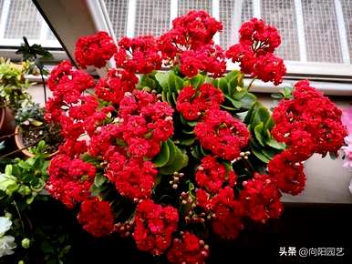长寿花剪下来能马上扦插吗？长寿花剪下来能剪多久？