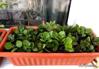 长寿花剪下来能马上扦插吗？长寿花剪下来能剪多久？