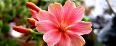 露薇花怎么养比较好？露薇花容易养吗？贴吧