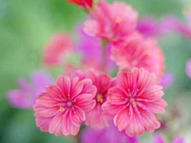 露薇花怎么养比较好？露薇花容易养吗？贴吧