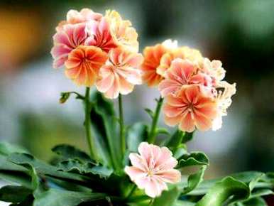 露薇花怎么养比较好？露薇花容易养吗？贴吧