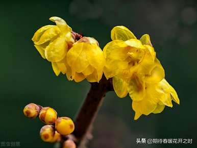 室内放腊梅的意思是什么，腊梅的意思是什么？