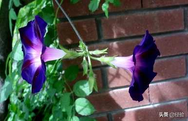 牵牛花什么季节开始攀爬，牵牛花什么季节开花？