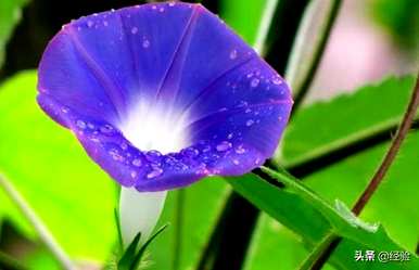 牵牛花什么季节开始攀爬，牵牛花什么季节开花？