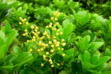 米兰花用什么土最好养，米兰花养殖用什么土最好