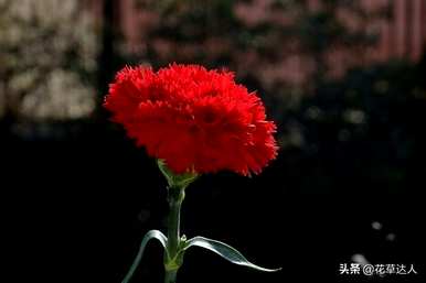康乃馨的寓意和花语是什么，康乃馨加向日葵花语和寓意是什么？