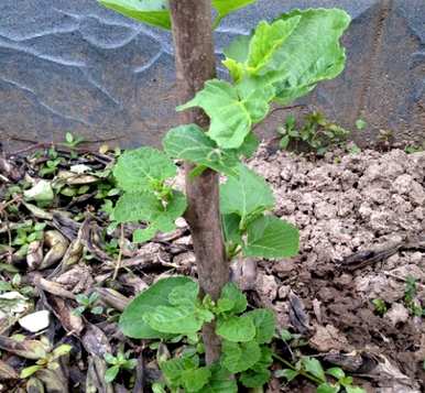什么季节开花无花果，什么季节开花无花果？