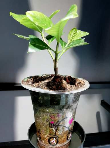 栀子如何繁殖？栀子能在高压下繁殖吗？