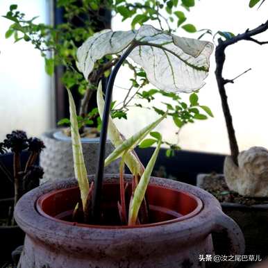 彩叶芋头水培红薯，彩叶芋头能水培吗？