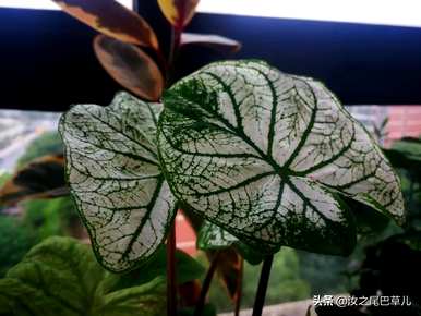 彩叶芋头水培红薯，彩叶芋头能水培吗？