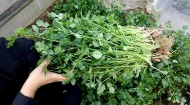 如何种植香菜容易发芽，香菜种子一般发芽几天