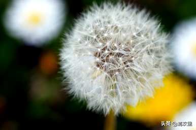 蒲公英的花语是什么？蒲公英用数字表示