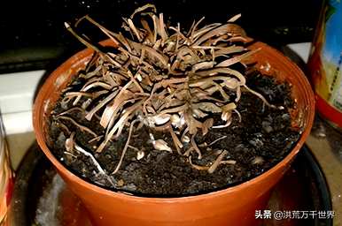 如何培育仙客来球茎？仙客来球茎可以分割栽培吗？
