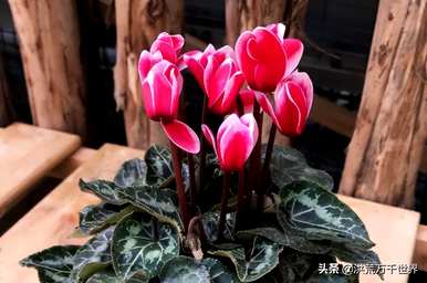 如何培育仙客来球茎？仙客来球茎可以分割栽培吗？