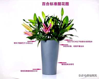 鲜切香水百合保养多久？香水百合鲜切