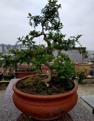 户外饲养清香木驱蚊草，如何饲养清香木驱蚊草？