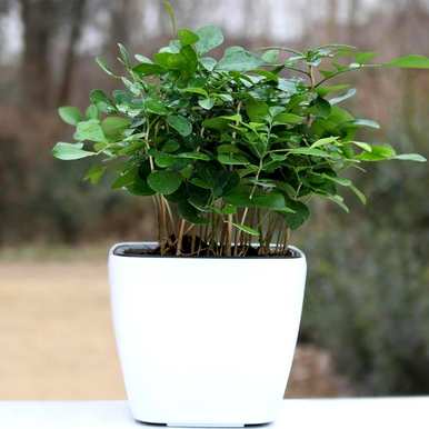 户外饲养清香木驱蚊草，如何饲养清香木驱蚊草？