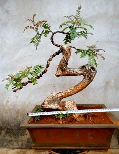 户外饲养清香木驱蚊草，如何饲养清香木驱蚊草？